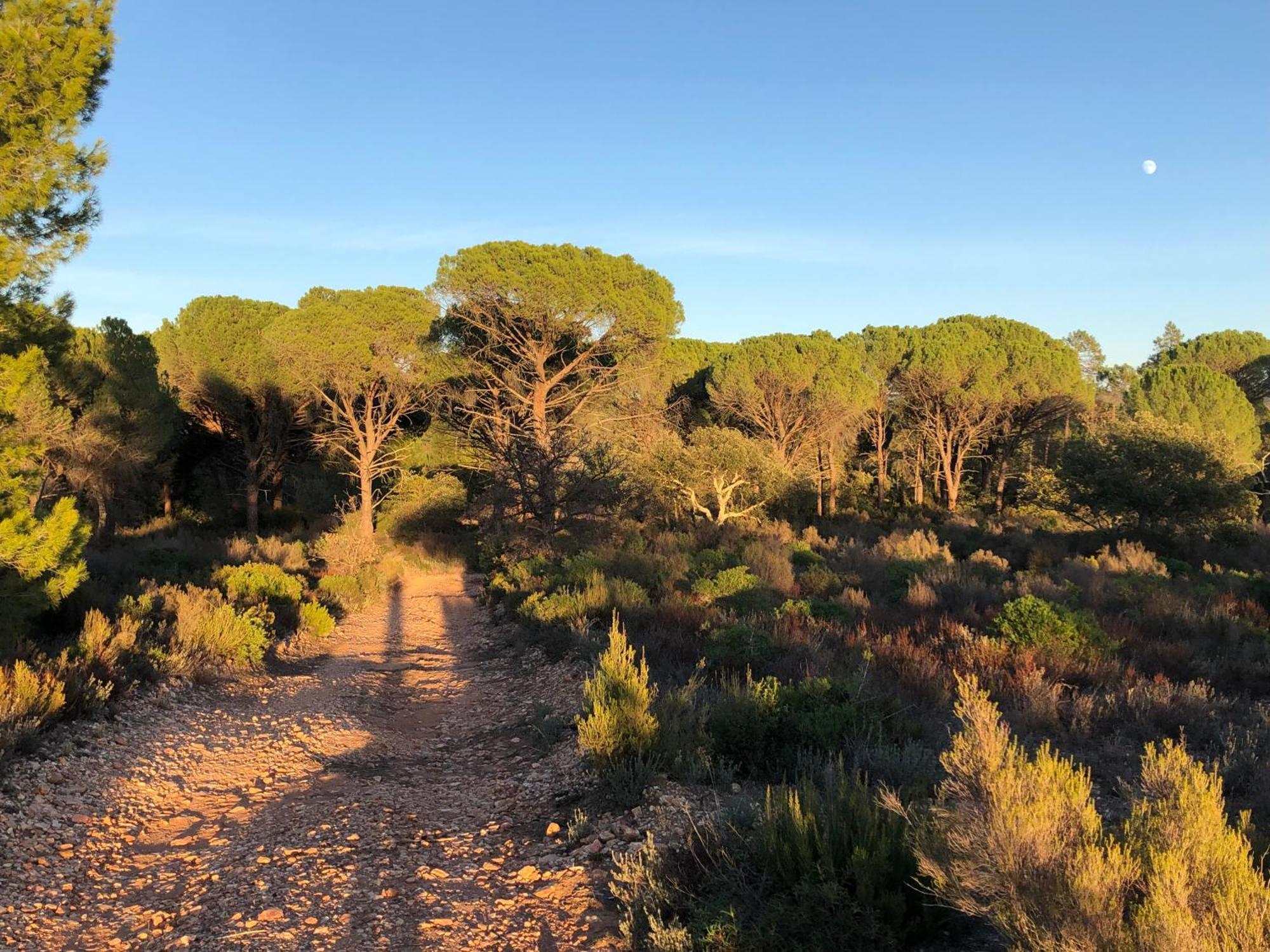 Sous Les Pins Parasols Vidauban Exterior photo